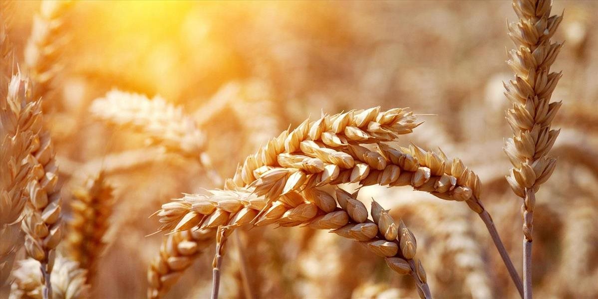 Ukrajina napriek kríze zvyšuje produkciu obilia a jeho vývoz
