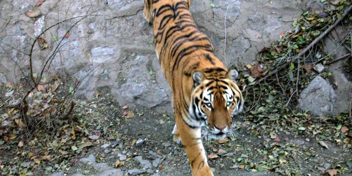 Tiger v poľskej zoo usmrtil svojho ošetrovateľa, ktorého poznal niekoľko rokov