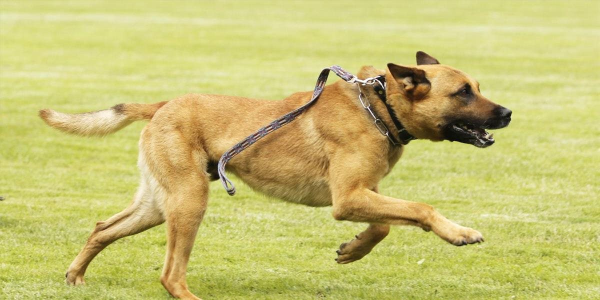 Psy sa vzdávajú rýchlejšie ako vlky, ukázala štúdia