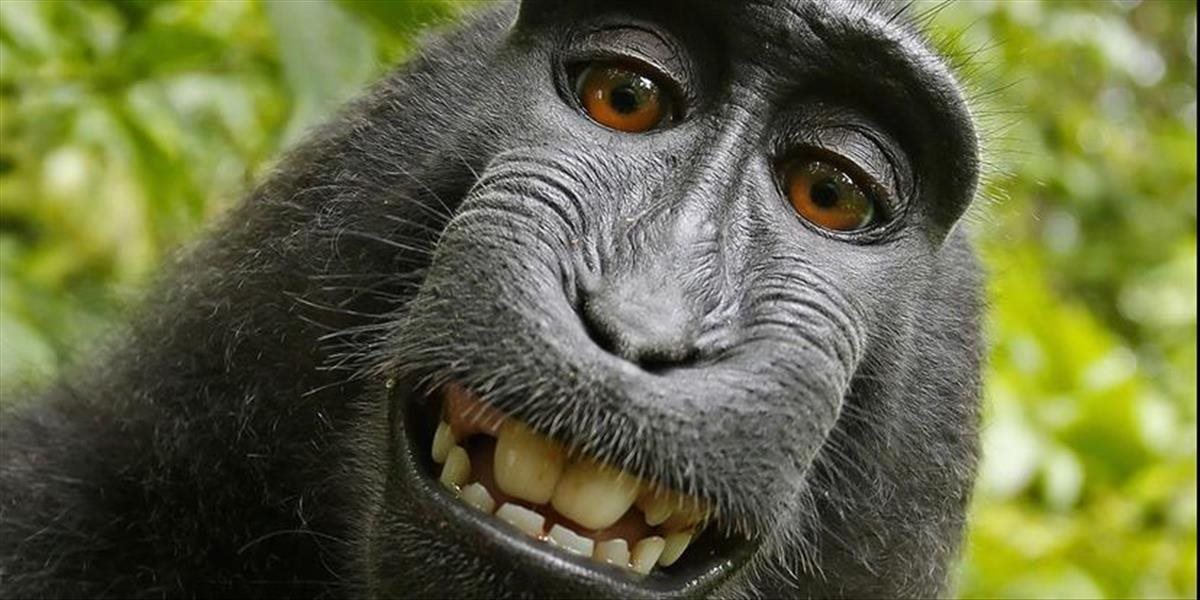 Opica má autorské právo na vlastnú selfie, tvrdia ochrancovia zvierat
