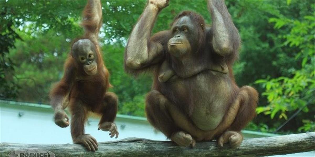 Bojnická zoo má 60. narodeniny, pre návštevníkov pripravila Deň otvorených dverí