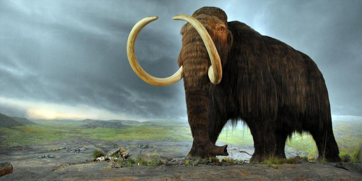 Vedci z Harvardskej univerzity chcú vyklonovať mamuta