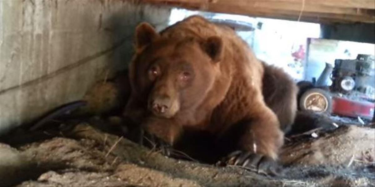 VIDEO Muž objavil pod záhradnou verandou obrovského medveďa