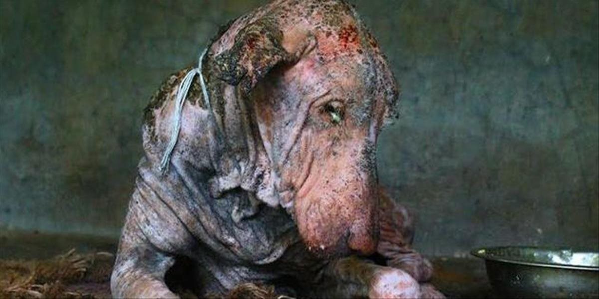 VIDEO Neuveriteľná premena: Tento psík bol na pokraji smrti