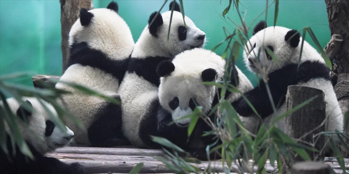 Belgickí vedci skúmajú exkrementy pandy, chcú tak objaviť novú generáciu biopalív