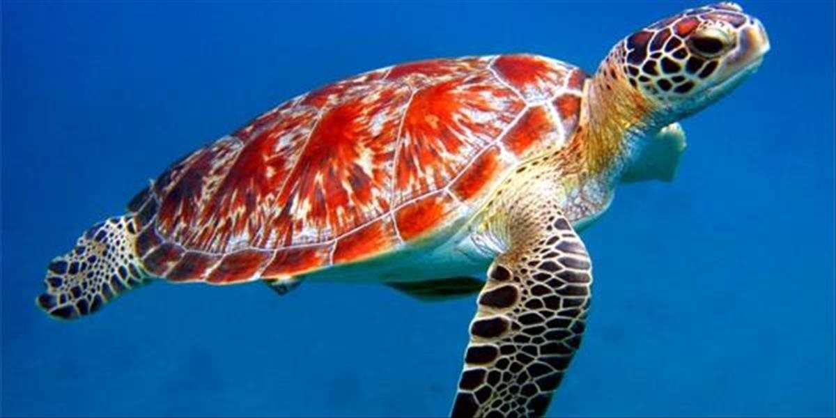 Vedci na Šalamúnových ostrovoch objavili vzácny druh korytnačky, má biofluorescenčnú schopnosť