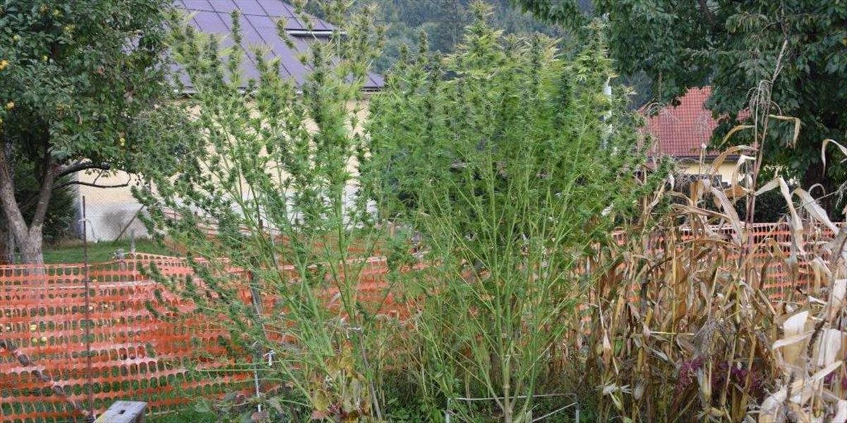 FOTO Muž si na záhrade pestoval marihuanu, podľa policajtov by z nej boli tisícky dávok
