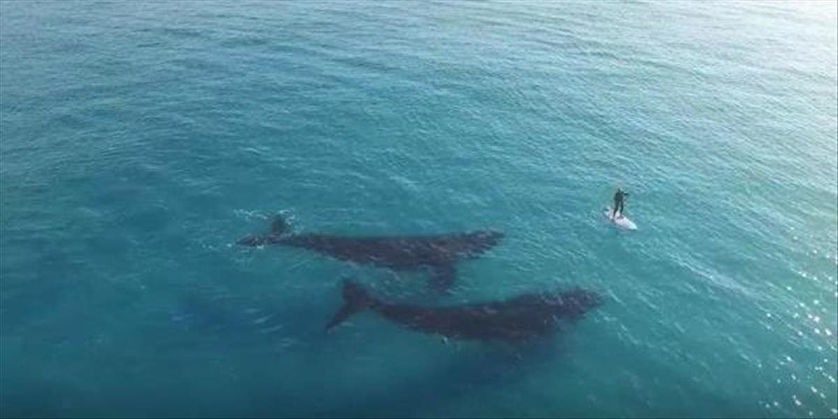 Ohromujúce VIDEO dvoch veľrýb južných v tyrkysových vodách oceánu
