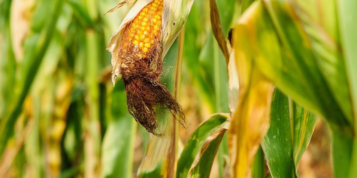 Farmári sa snažia vysporiadať s následkami sucha, počasie poznačilo aj krmoviny
