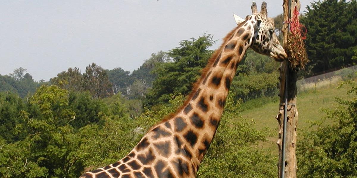 Bratislavská ZOO prišla o žirafieho samca, trápili ho močové kamene