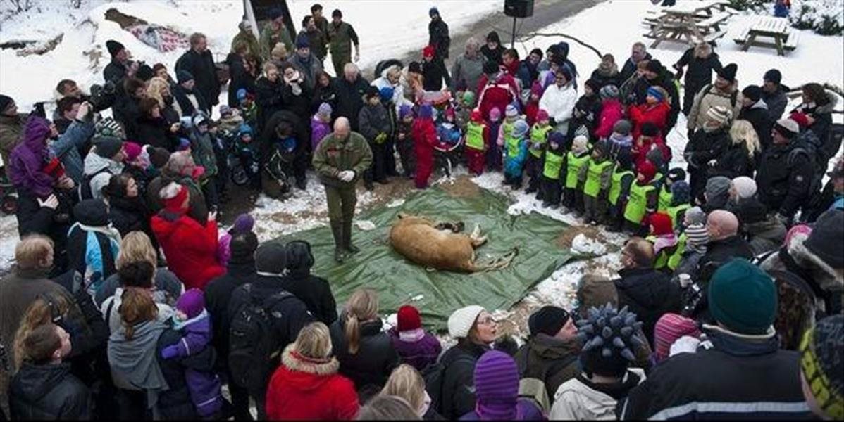 Nechutné: Dánska zoo bude pitvať leva pred očami malých detí