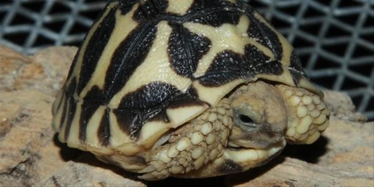 V bojnickej zoo sa narodila korytnačka hviezdicová