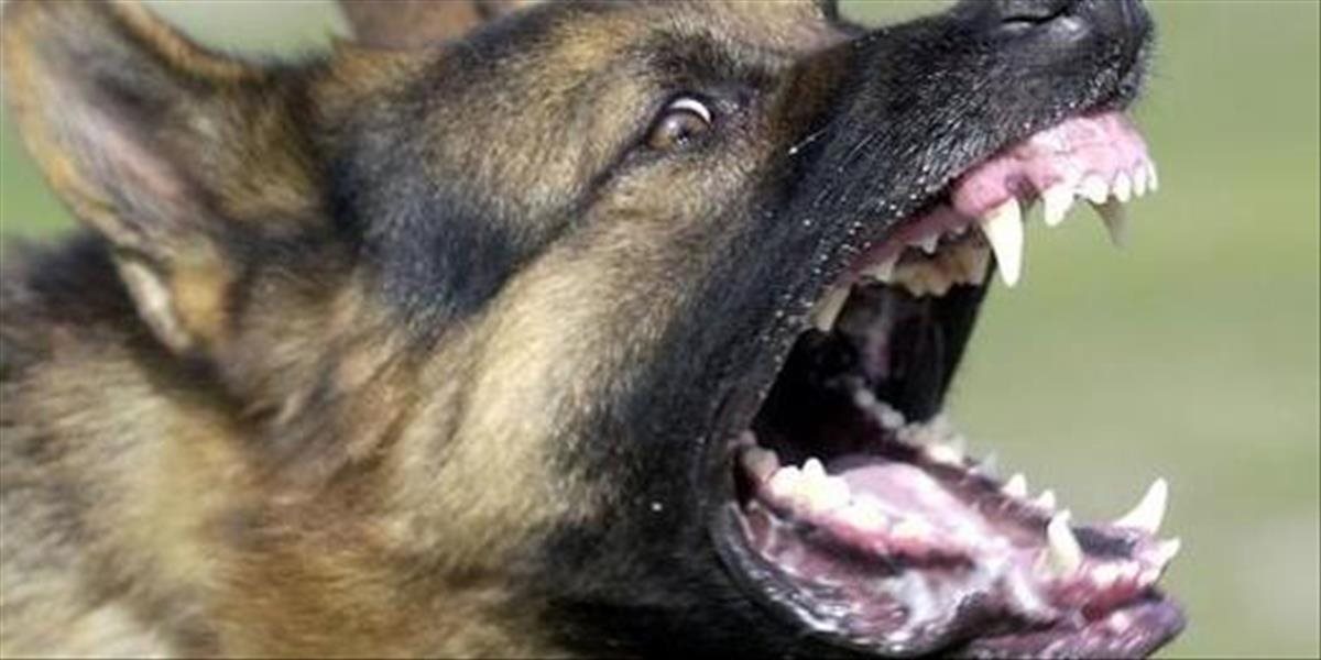 Agresívny pes ohrozoval ľudí v Bratislave, pohrýzol mestskú policajtku