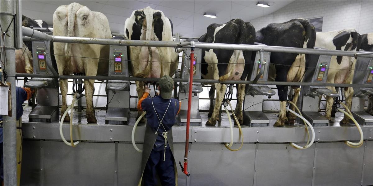 Nemeckí producenti mlieka zaplatia pokutu za nadmernú produkciu napriek zrušeniu kvót