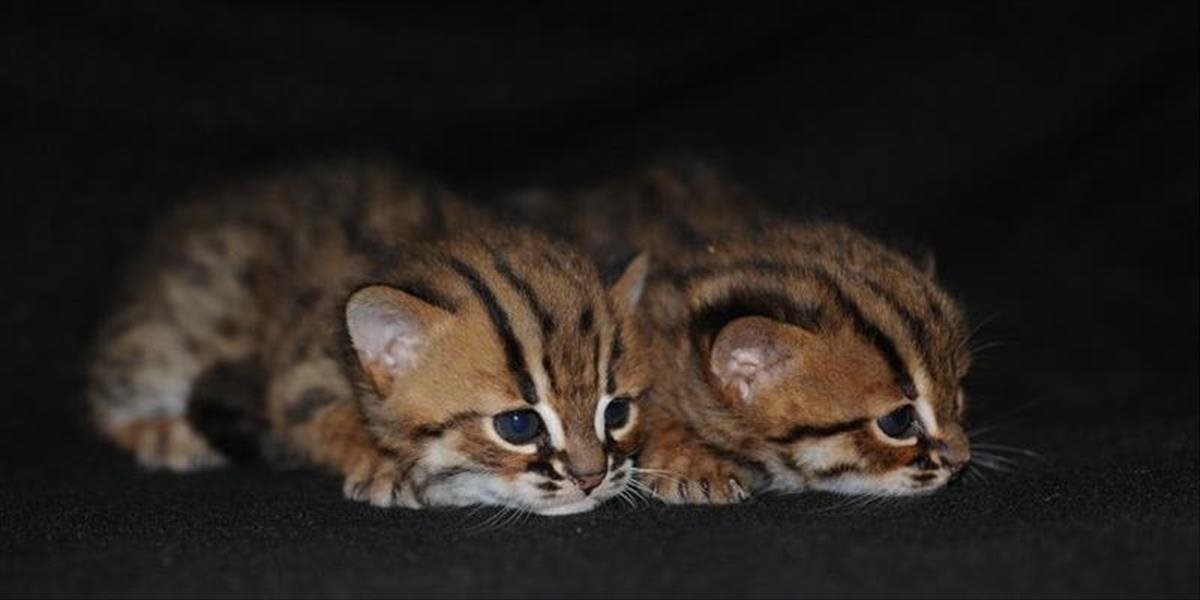 V bojnicej zoo sa narodila dvojica mláďat mačky červenoškvrnnej