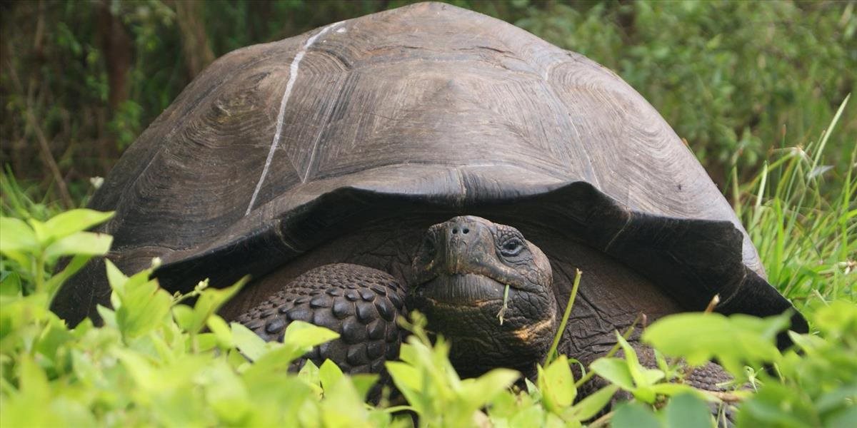 Na Galapágoch objavili nový druh obrovskej korytnačky