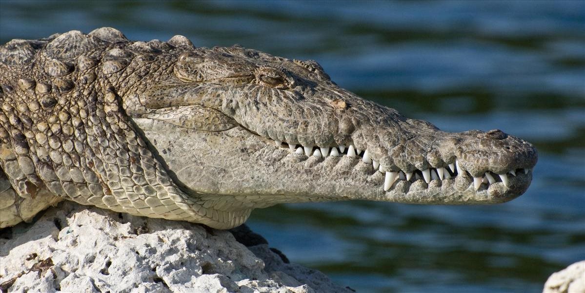 Krokodíly dokážu spať s jedným otvoreným okom, tvrdia austrálski vedci