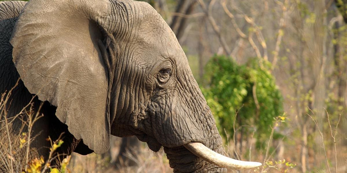 Pytliaci v zimbabwianskom národnom parku otrávili kyanidom vyše 22 slonov