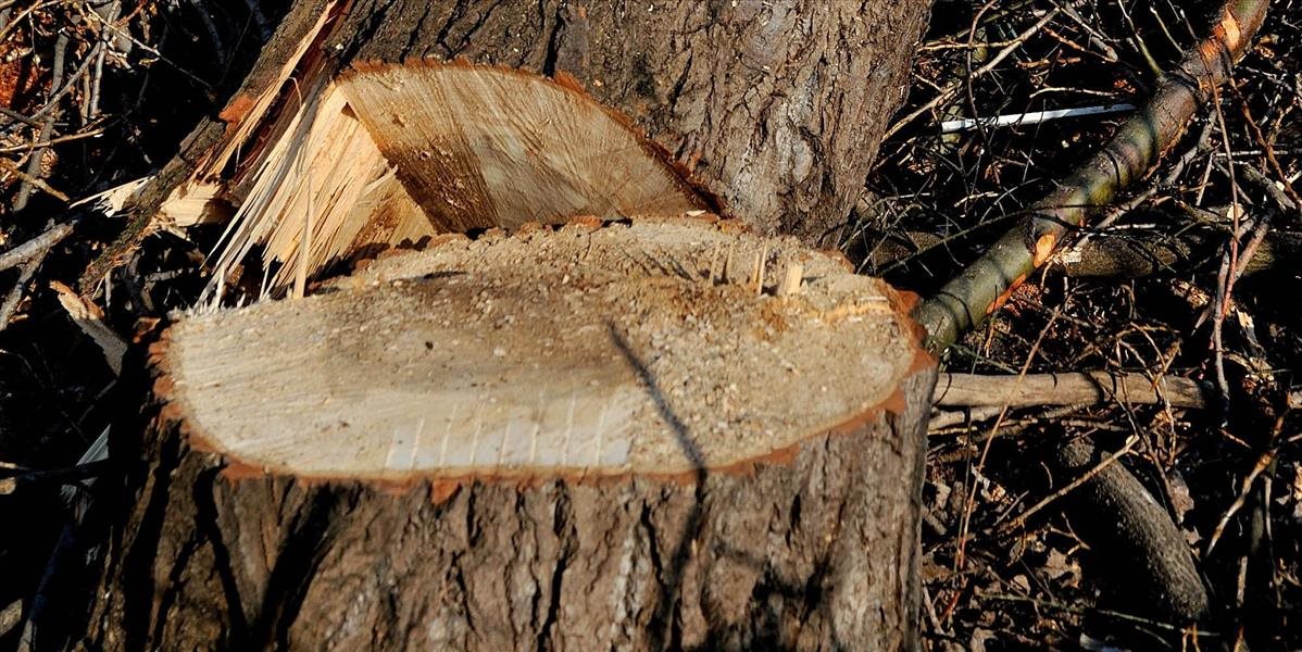 Polícia vyšetruje nelegálny vyrúb drevín pri Prosačove, vinníkovi hrozí väzenie
