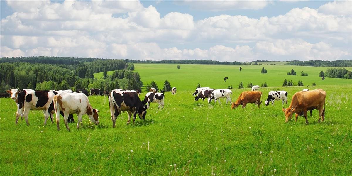 Na farme v anglickom grófstve Wiltshire objavili kravu nakazenú antraxom