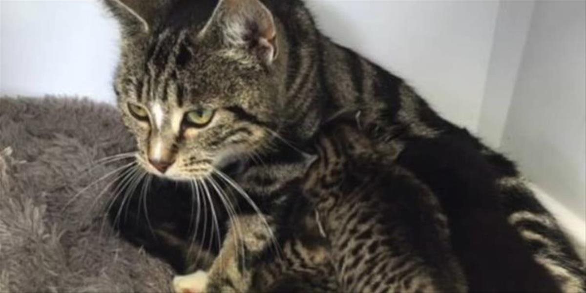 FOTO Krásny príbeh: Mačka vkĺzla do veterinárnej kliniky, aby bola s opustenými mačiatkami
