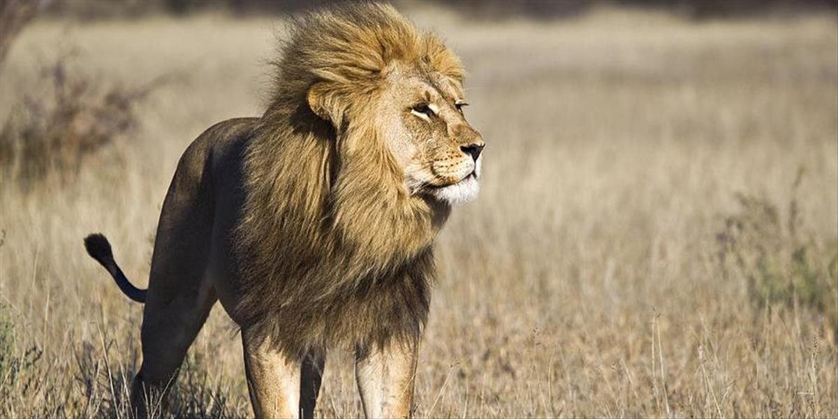Levy v Afrike prichádzajú o prirodzené prostredie, ich počet môže za 20 rokov klesnúť o polovicu