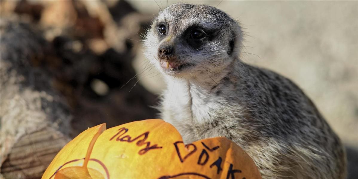 FOTO Kŕmenie zvierat v košickej zoo spestrili tekvicové strašidlá