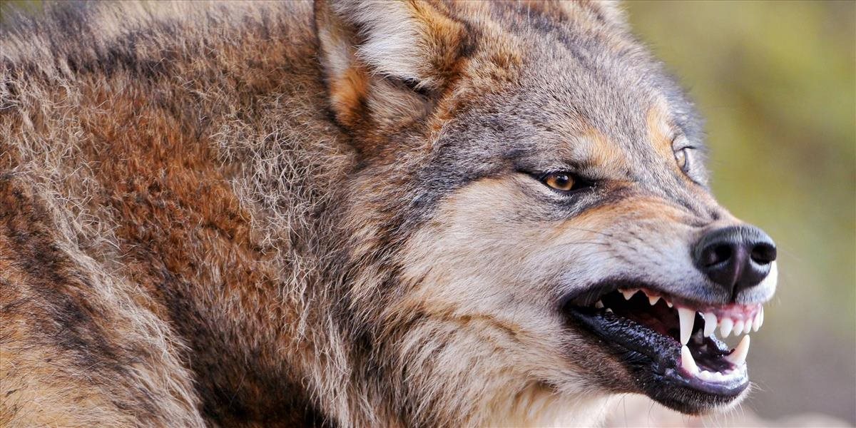 VIDEO Vlci napadli psa s pripevnenou GoPro kamerou