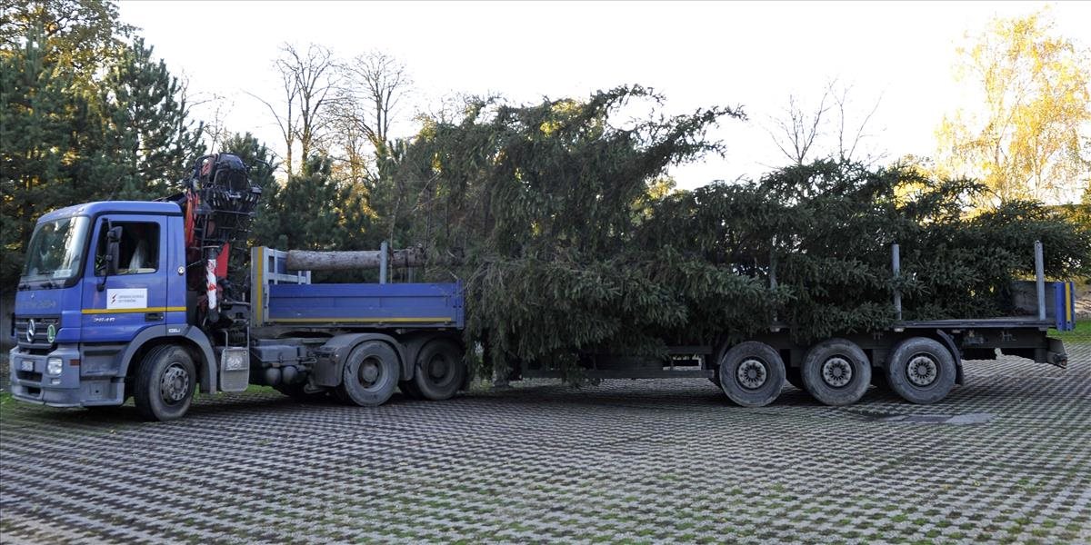 Vianočný strom privezú na bratislavské Hlavné námestie v pondelok