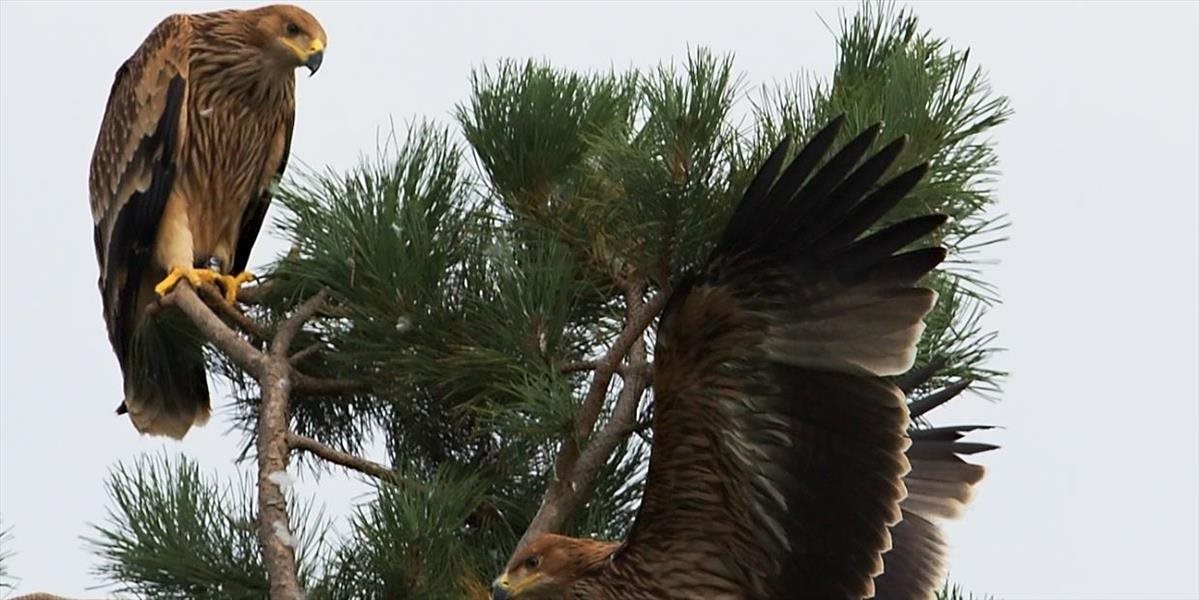Ochranári odštartovali novú kampaň na záchranu orla kráľovského