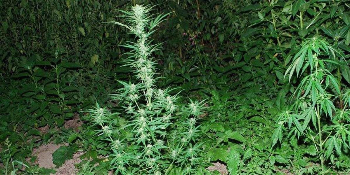 Mladík si na dvore v Revúcej dopestoval marihuanu, odniesli si ju policajti