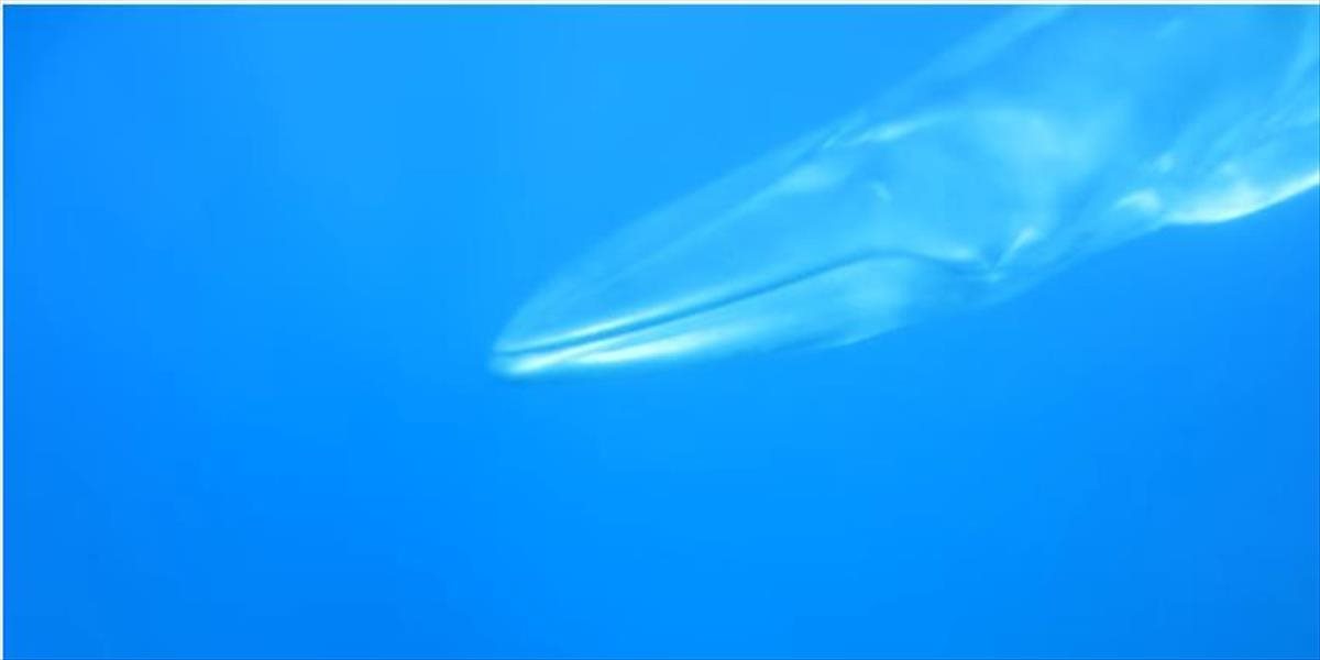 Zverejnili prvý VIDEOzáznam vzácneho vráskavca Omurovho