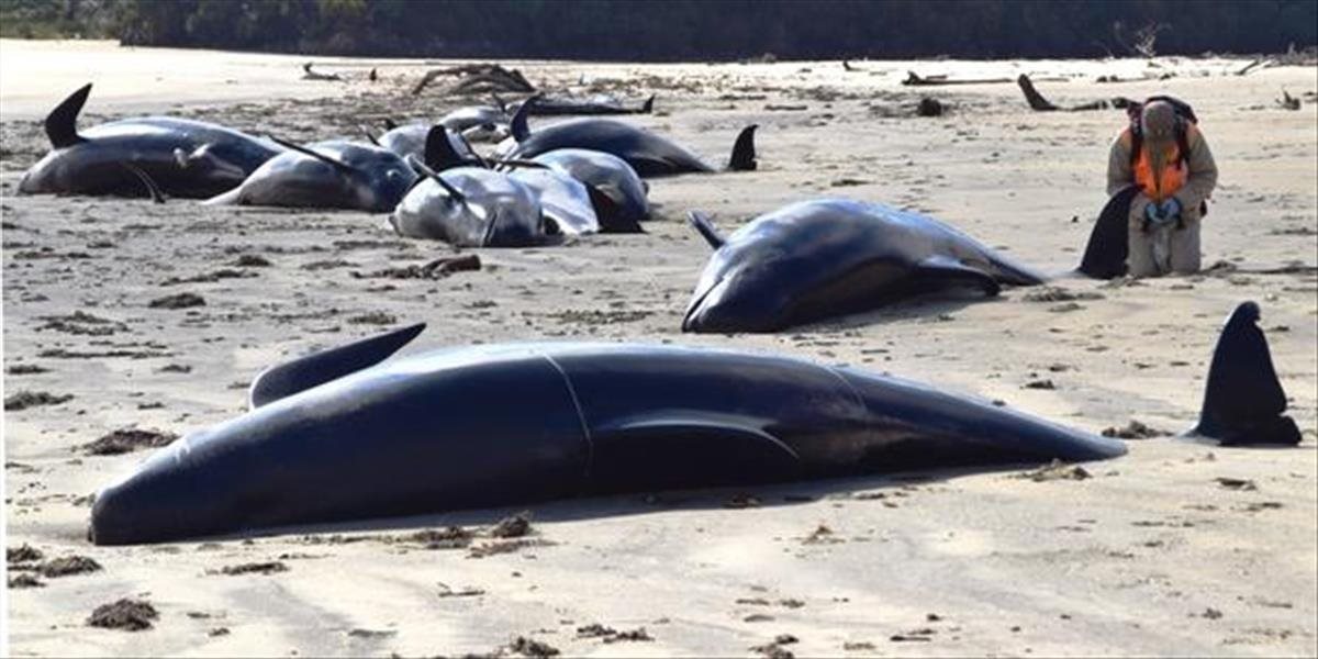 FOTO Na odľahlej pláži na Novom Zélande uviazlo a následne uhynulo 29 veľrýb