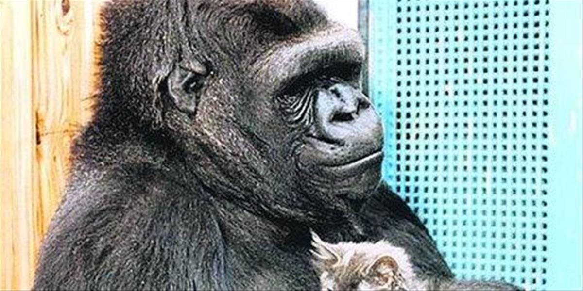 Gorila si adoptovala dve mačiatka