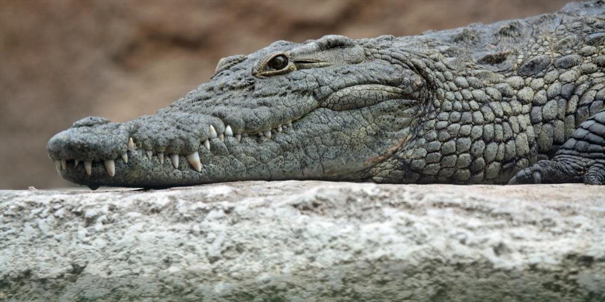 Ušetria na bacharoch: V Indonézii chcú strážiť väzňov krokodílmi