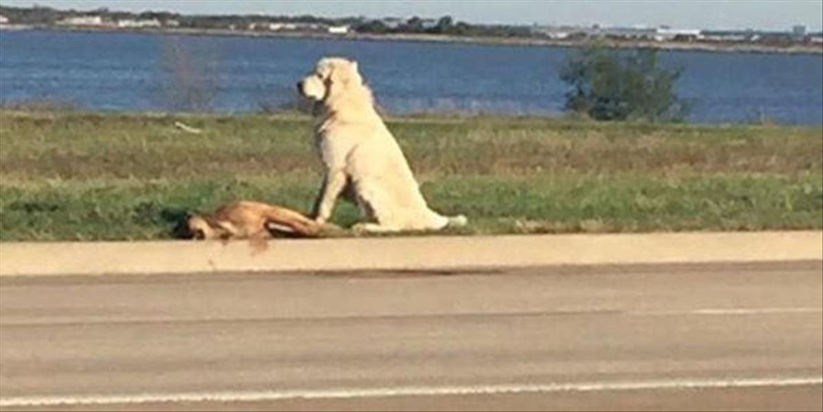 Srdcervúce FOTO: Pes hodiny sedel pri ceste a strážil svojho mŕtveho kamaráta