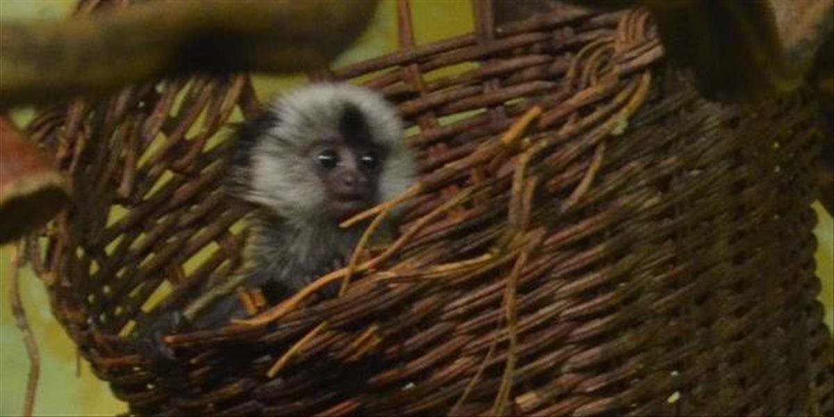 FOTO V košickej zoo sa narodilo mláďa kosmáča bieločelého