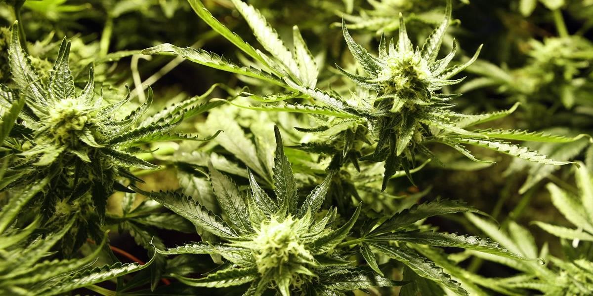 Kolumbia zlegalizuje pestovanie marihuany na lekárske účely
