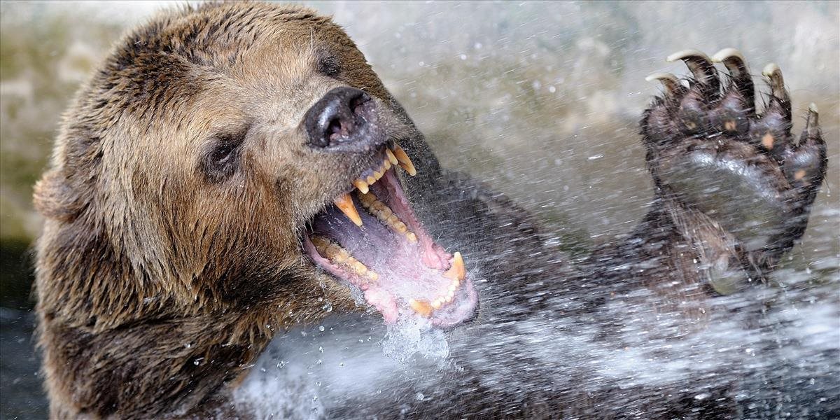 Medveď napadol v Ľubochnianskej doline dvoch poľovníkov