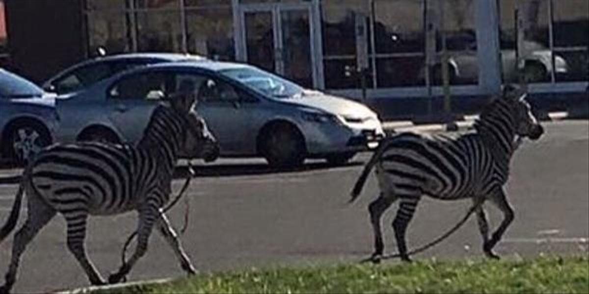 VIDEO Z cirkusu vo Philadelphii ušli dve zebry, v časti mesta zablokovali dopravu