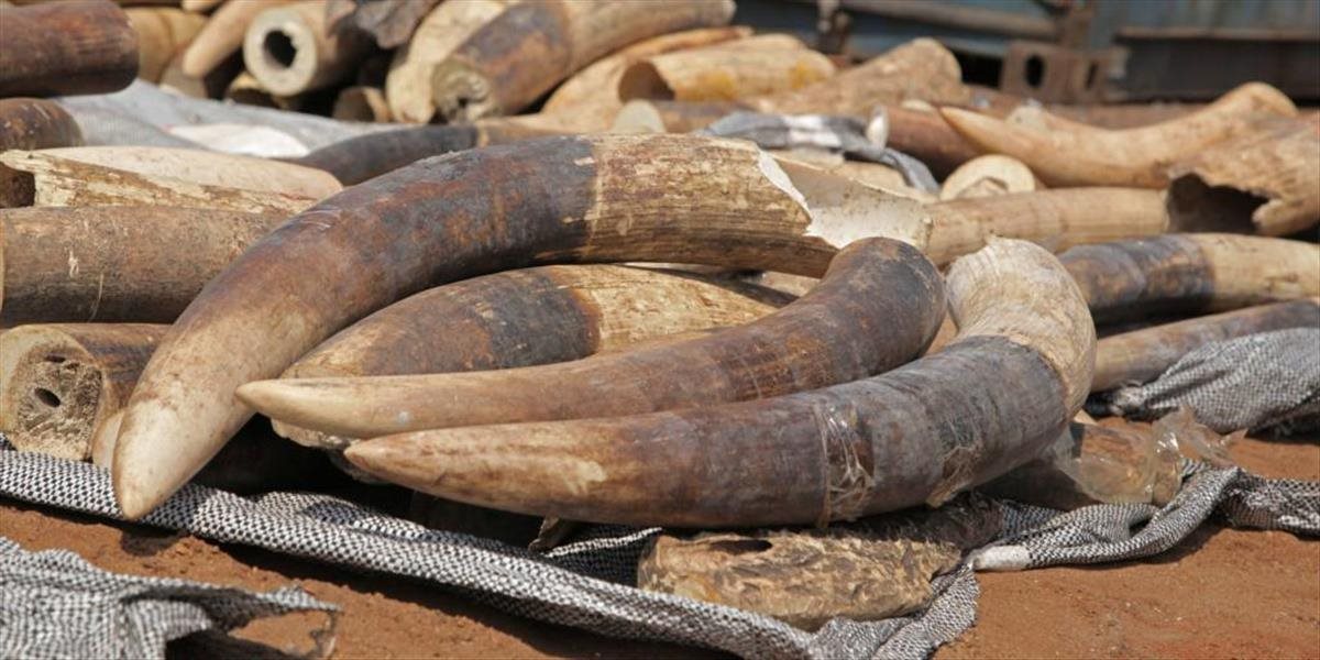 Ministerstvo chce zvýšiť ochranu slonov, re-export nespracovanej slonoviny zo SR sa pozastaví