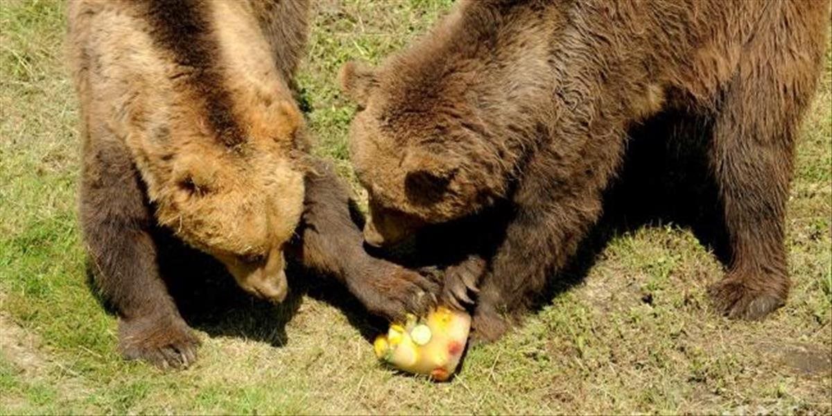 Na cintorínoch v Tatrách vyčíňajú medvede, zachutili im olejové sviečky