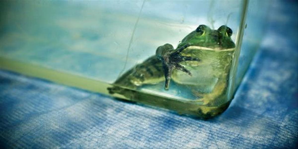 Veľký prelom: Vedcom sa prvýkrát podarilo vyliečiť pokusné žaby u chytridiomykózy