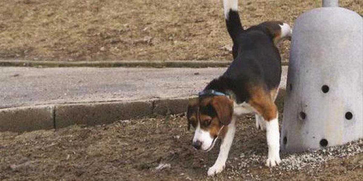 Psy v Poprade budú mať svoj vlastný verejný pisoár, začína testovaciu prevádzku