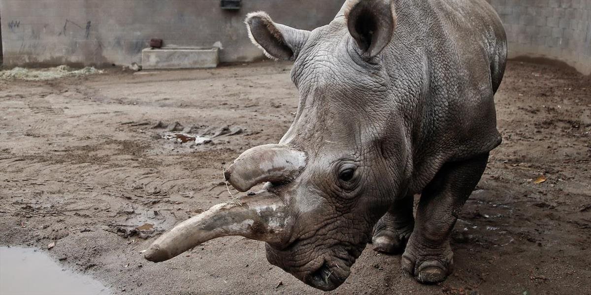 Ohrozeného bieleho nosorožca utratili v zoo v San Diegu