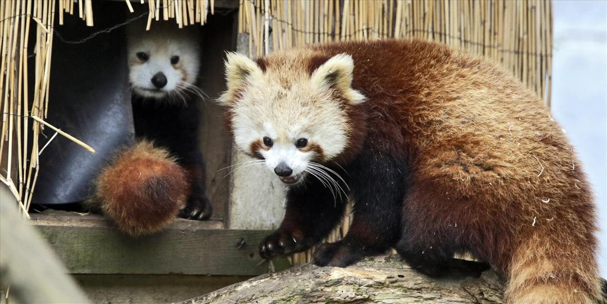 FOTO Stratenú pandu červenú po úteku zo zoo našli, umiestnili ju do karantény