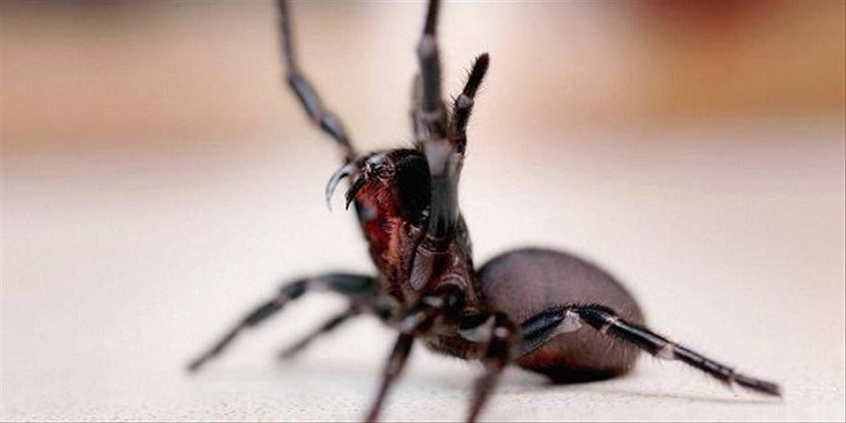 Muž zabíjal pavúka, susedia to považovali za domáce násilie