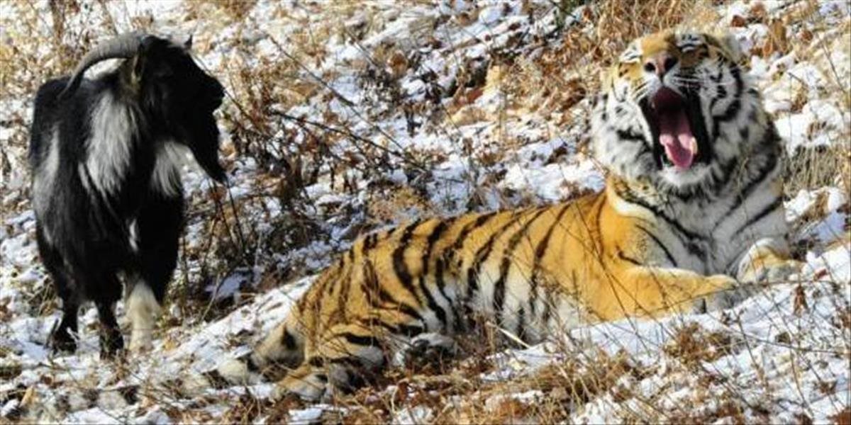 VIDEO Ošetrovatelia dali tigrovi živého capa na obed, skamarátili sa