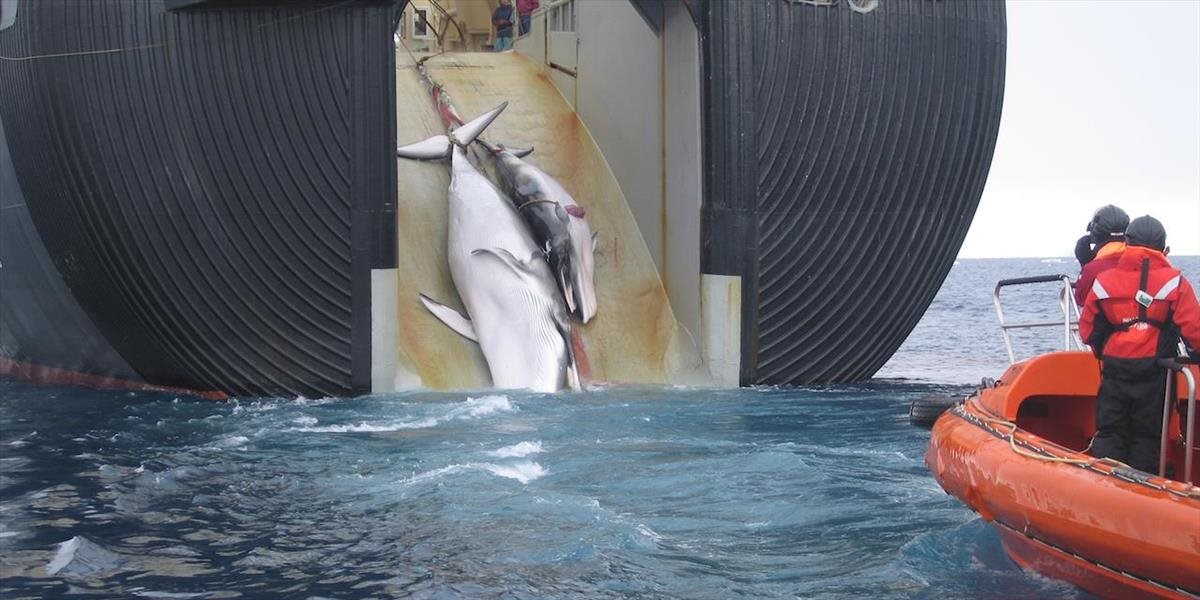 Japonsko opäť vyráža na lov veľrýb