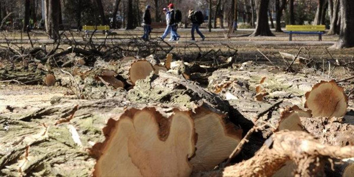 Trojica mužov v Podunajských Biskupiciach ilegálne vyrúbala stromy, stopli ich policajti
